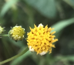 Asteroideae