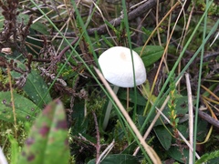 Entoloma sericellum