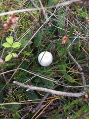 Entoloma sericellum