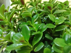 Nematanthus