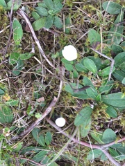 Entoloma sericellum