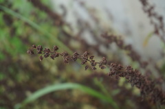 Rumex japonicus