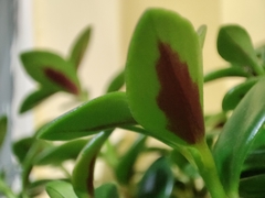 Nematanthus