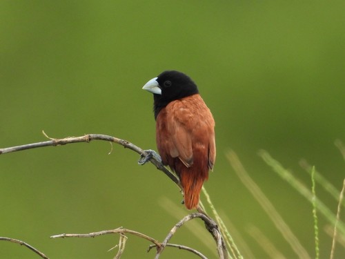 Chestnut Munia