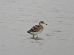 Calidris pugnax