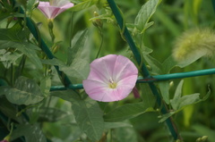 Calystegia hederacea