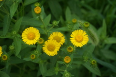 Pentanema britannica