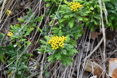 Ajania pallasiana