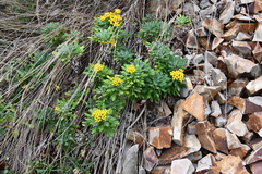 Ajania pallasiana
