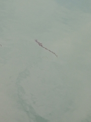 Sargassum muticum