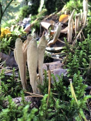 Clavariadelphus ligula