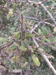 Rhamnus punctata