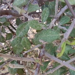 Rhamnus punctata