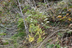 Kitagawia terebinthacea