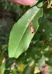 Coptodisca splendoriferella