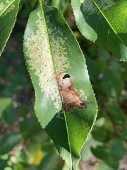 Coptodisca splendoriferella