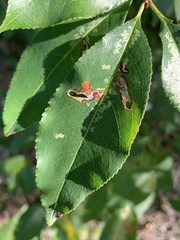 Coptodisca splendoriferella