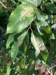 Coptodisca splendoriferella