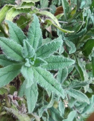 Podonosma orientalis