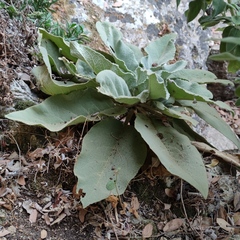 Verbascum sinaiticum