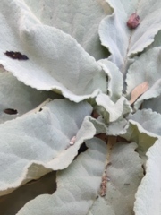 Verbascum sinaiticum