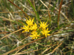 Senecio scorzonella