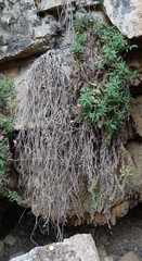 Podonosma orientalis