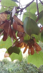 Acer obtusifolium