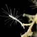 Oceaniidae - Photo (c) WoRMS for SMEBD, algunos derechos reservados (CC BY-NC-SA)