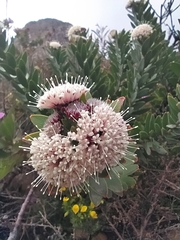 Leucospermum bolusii