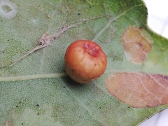 Cynips disticha
