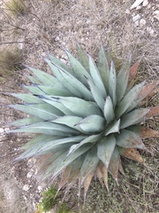 Agave applanata
