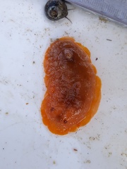 Doriopsilla areolata