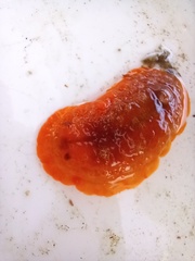 Doriopsilla areolata