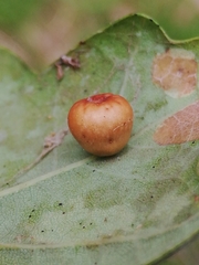 Cynips disticha