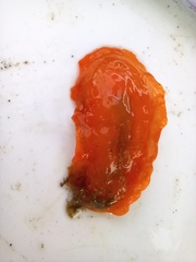 Doriopsilla areolata