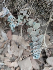 Hypericum lanuginosum