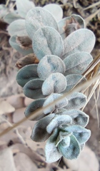 Hypericum lanuginosum
