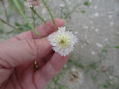 Chaenactis stevioides