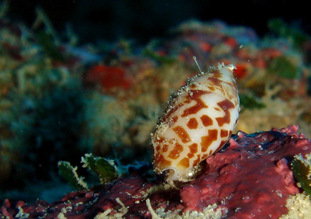 Pyrene obtusa