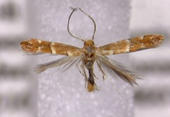 Cameraria betulivora