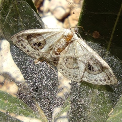 Problepsis ocellata