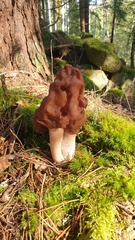 Gyromitra