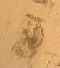 Pseudotelphusa landryi