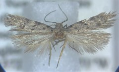 Pseudotelphusa landryi
