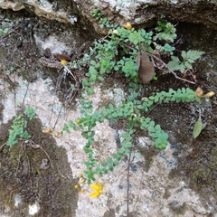 Hypericum thymifolium