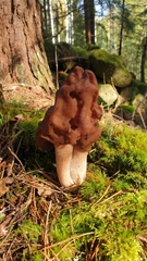 Gyromitra