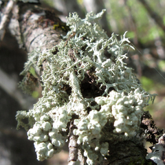 Tremella everniae