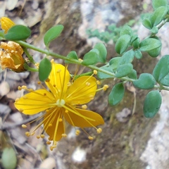 Hypericum thymifolium