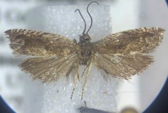 Ancylis uncella